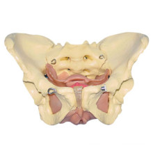 Modelo Médico Feminino de Pelvis Anatômica para Ensino Médico (R020801)